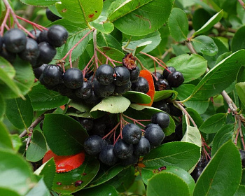 Рябина черноплодная "Черноокая"