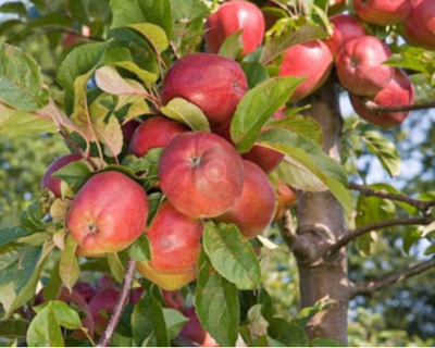 Яблоня "Глостер"