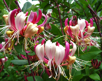 Жимолость приморская "Серотина" (P-9)