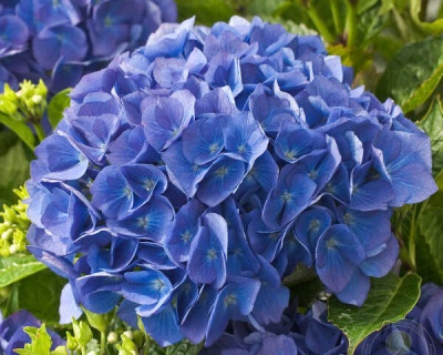 Гортензия крупнолистная "Фрипон" (Fripon)