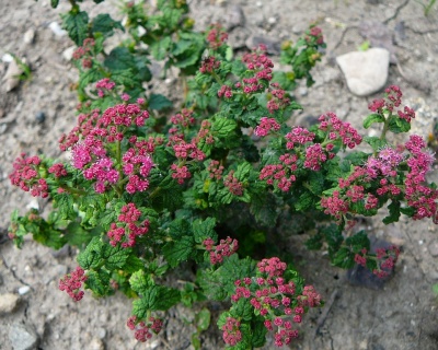 Спирея японская "Булата"