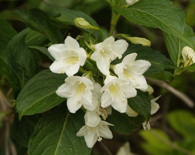 Вейгела гибридная "Candida"