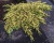 Можжевельник обыкновенный "Голдшатц"