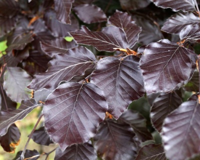 Бук лесной Атропуницеа