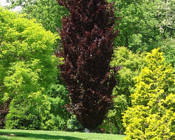 Бук лесной "Дэвик Пурпл"