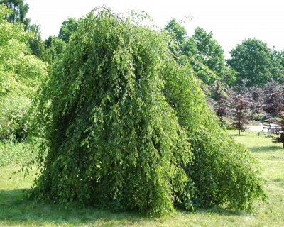 Береза бородавчатая "Юнги"