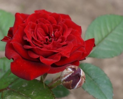 Спрей-роза «Таманго»