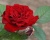 Спрей-роза «Таманго»