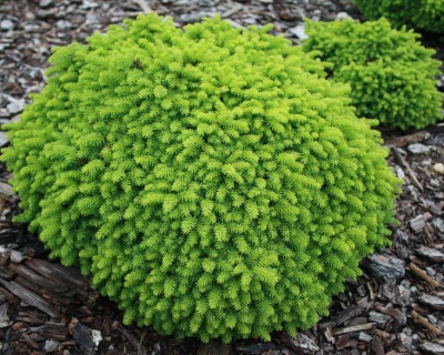 Ель обыкновенная "Литл Джем"