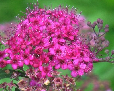 Спирея японская "Дартс Ред"