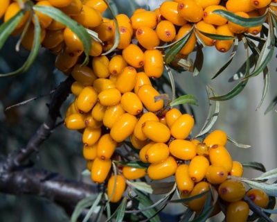 Облепиха "Золотой початок" (двудомная)