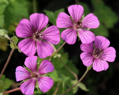 Герань гибридная "Пинк Пенни"