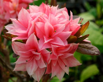 Азалия крупноцветковая "Килиан"