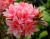 Азалия крупноцветковая "Килиан"