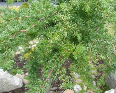 Лиственница японская "Диана"