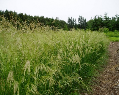 Щучка дернистая "Бронзешлеер"