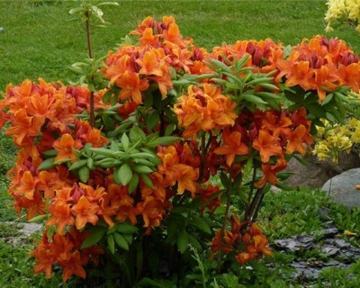 Азалия крупноцветковая "Голден Игл"