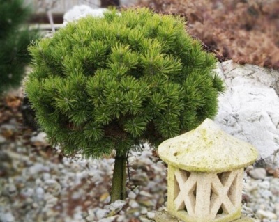 Сосна горная "Мопс" (штамбовая форма)