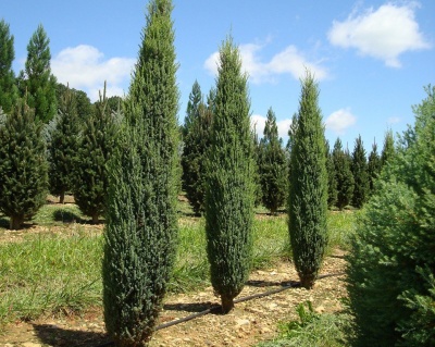 Можжевельник обыкновенный "Суецика"