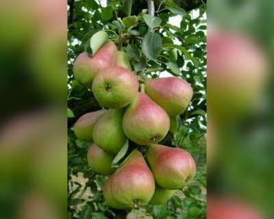 Груша колоновидная "Любимица Яковлева"