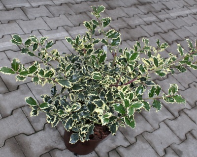 Падуб  остролистный  "Сильвер  Квин"