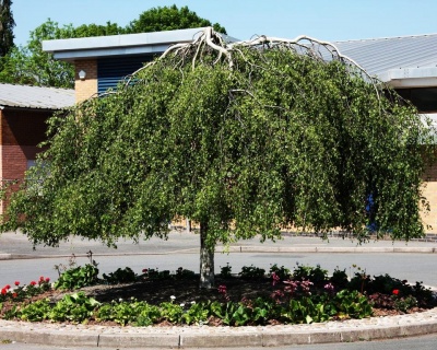 Береза бородавчатая "Юнги"