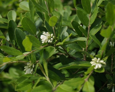 Бирючина обыкновенная "Квихоу"