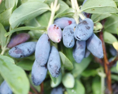 Жимолость "Камчадалка"