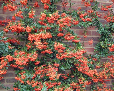 Пираканта "Оранж Глоу"