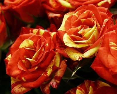 Спрей-роза «Файер Флеш» 