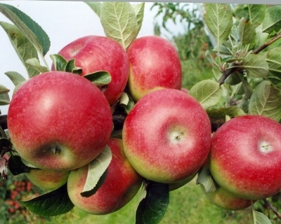 Яблоня "Фридом"
