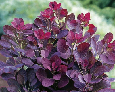 Скумпия "Роял Пурпл" (Royal Purple)