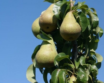Груша колоновидная "Павловская"