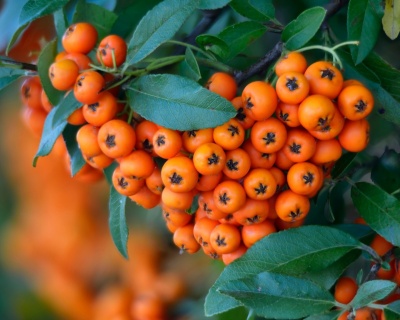 Пираканта "Тетон"