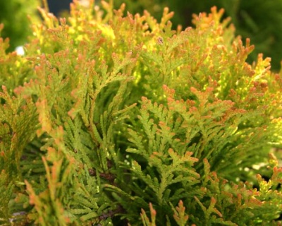 Туя западная "Амбер Глоу"