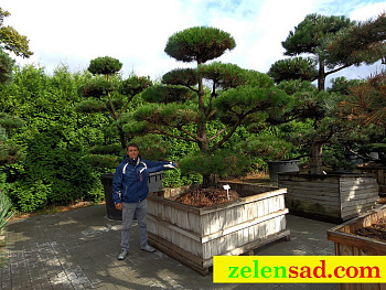 Бонсай из сосны обыкновенной