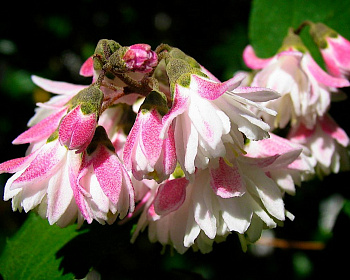 Дейция шершавая "Кодселл Пинк" (Codsall Pink)