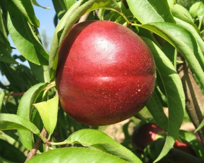 Нектарин "Фантазия"