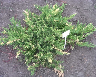 Можжевельник горизонтальный "Андорра Вариегата"