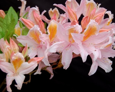 Азалия крупноцветковая "Ирен Костер"