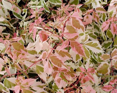 Клен ясенелистный "Фламинго"