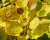 Скумпия "Спирит Голд" (Golden Spirit) Скумпия "Спирит Голд" (Golden Spirit)