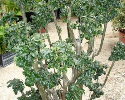 Ясень обыкновенный "Криспа"