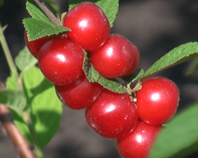 Вишня войлочная "Натали"