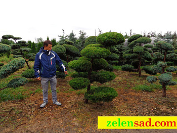 Бонсай из можжевельника "Казацкий"