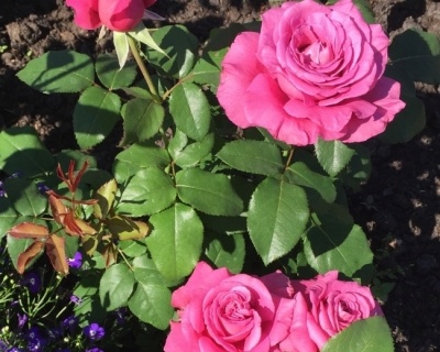 Роза Чайно-Гибридная «Клод Брассер»