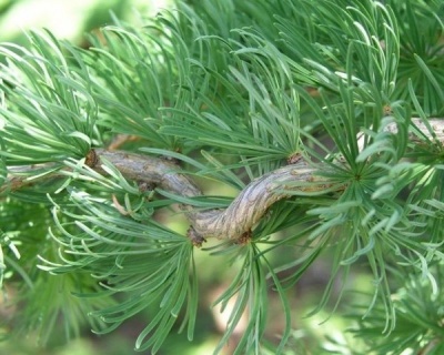 Лиственница японская "Диана"