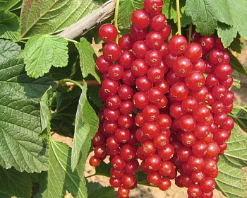 Смородина "Ровада"