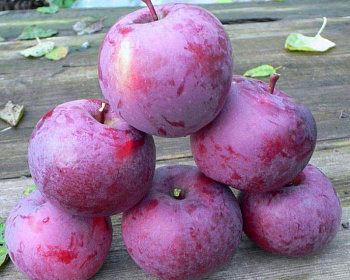 Яблоня "Спартан"