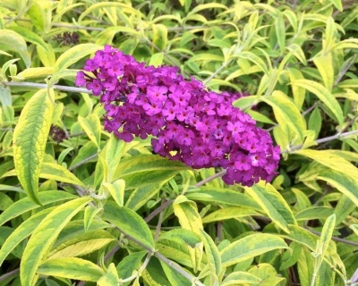 Буддлея Давида "Сантана" (Santana)